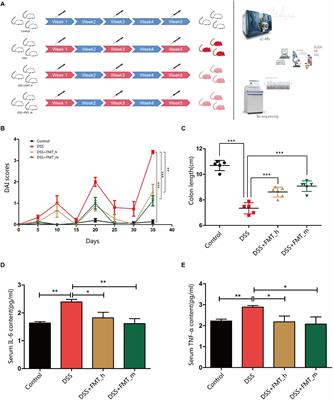 Cross-Talk Between Butyric Acid and Gut Microbiota in Ulcerative Colitis Following Fecal Microbiota Transplantation